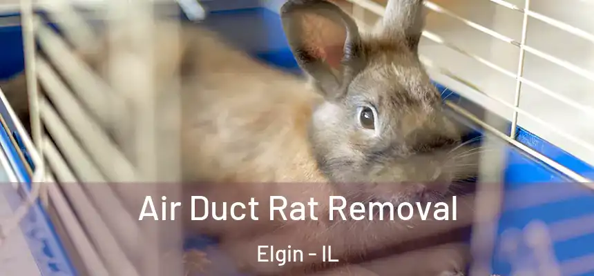  Air Duct Rat Removal Elgin - IL